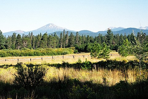 Mt. Bachelor Over Meadow